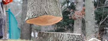 How Our Tree Care Process Works  in  Greenfield, IL